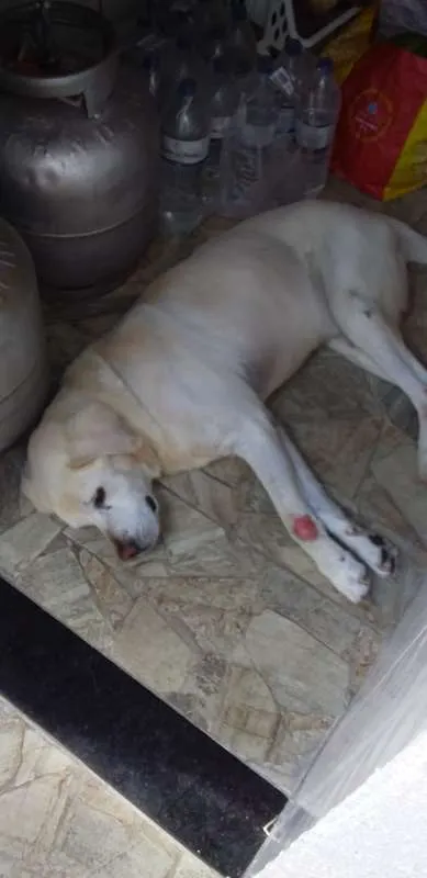 Cachorro raça Labrador idade 6 ou mais anos nome Scott