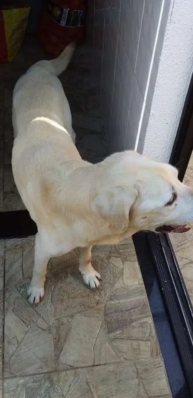 Cachorro raça Labrador idade 6 ou mais anos nome Scott