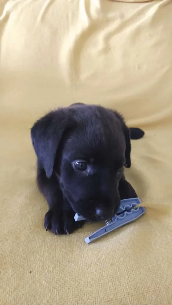 Cachorro ra a Indefinida idade Abaixo de 2 meses nome Sem nome