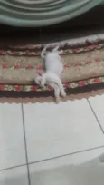 Olaf