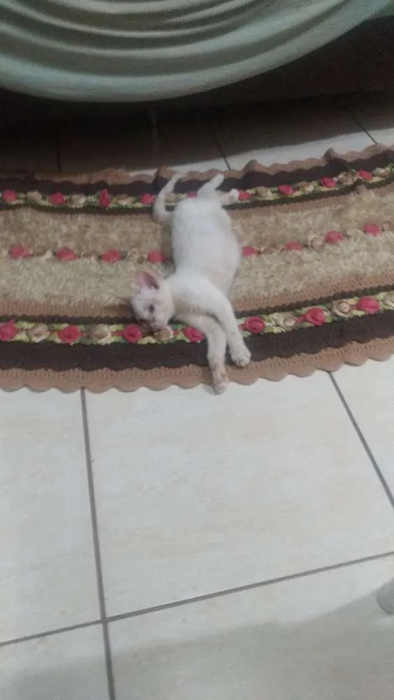 Gato ra a sem raça específica idade 2 a 6 meses nome Olaf