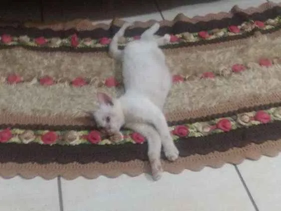 Gato ra a sem raça específica idade 2 a 6 meses nome Olaf
