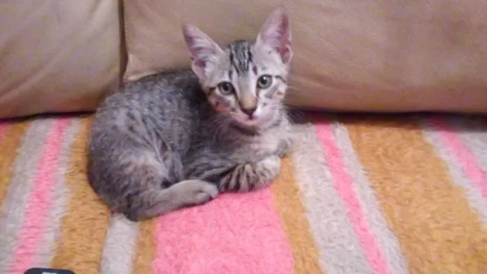 Gato ra a Srd idade 2 a 6 meses nome Tigrinho