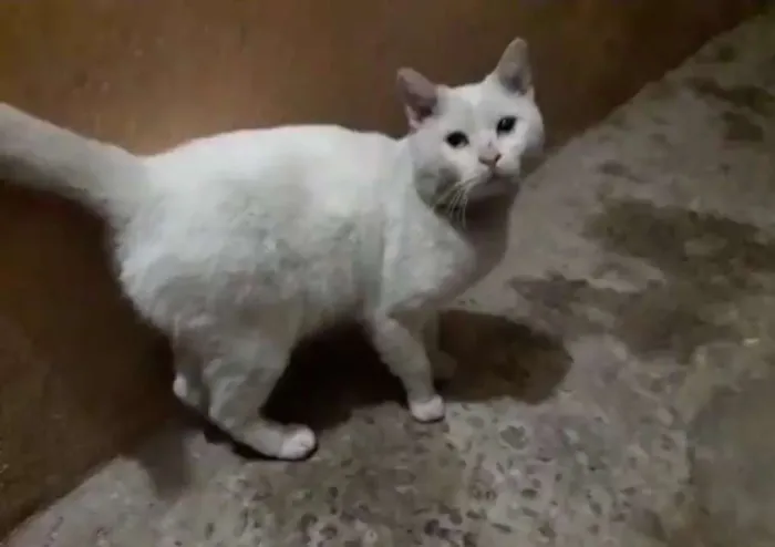 Gato ra a Não sei idade  nome Frederico 