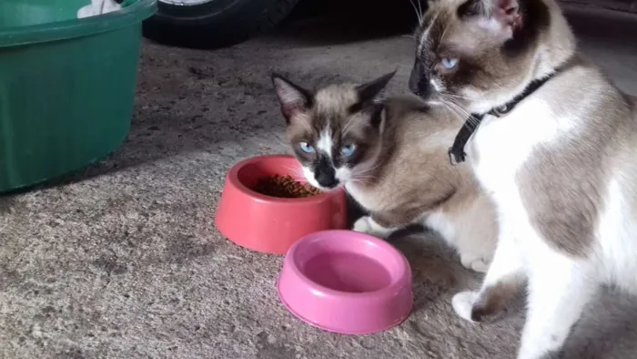 Gato ra a  idade 7 a 11 meses nome Não tem 