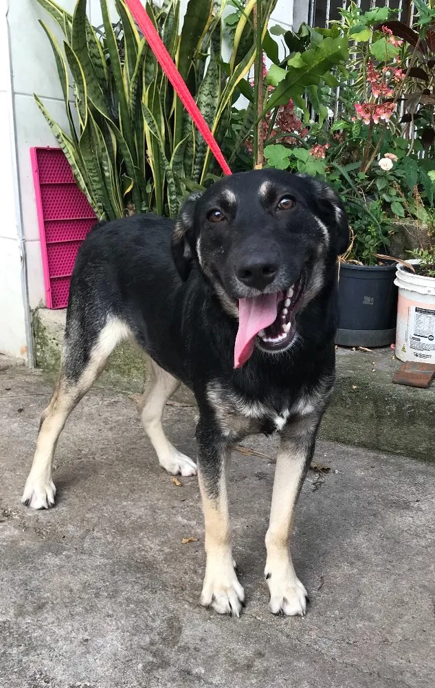 Cachorro ra a Srd idade 7 a 11 meses nome Juca