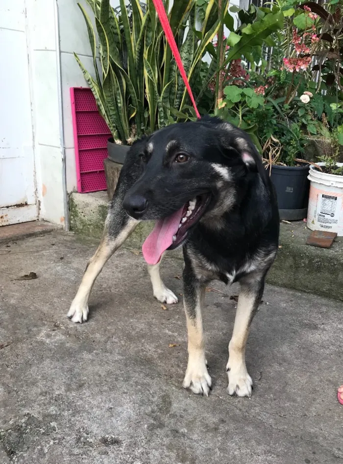Cachorro ra a Srd idade 7 a 11 meses nome Juca