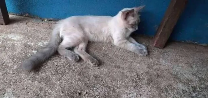 Gato ra a Angorá idade Abaixo de 2 meses nome Toddy