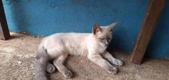 Gato ra a Angorá idade Abaixo de 2 meses nome Toddy