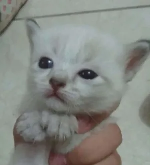 Gato raça SRD idade Abaixo de 2 meses nome Sem nome