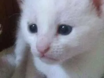 Gato ra a SRD idade Abaixo de 2 meses nome Sem nome