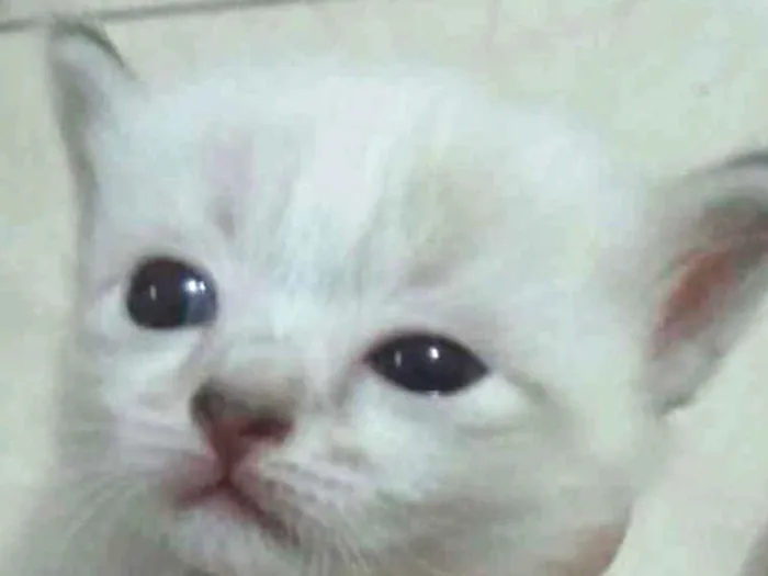 Gato ra a SRD idade Abaixo de 2 meses nome Sem nome