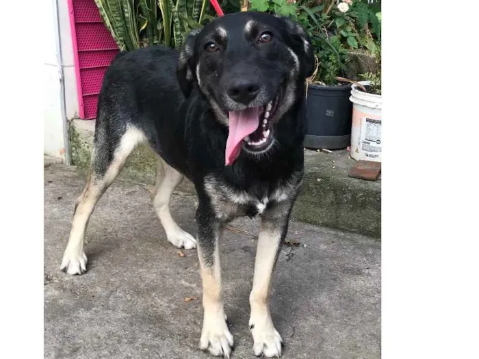 Cachorro ra a Srd idade 7 a 11 meses nome Juca