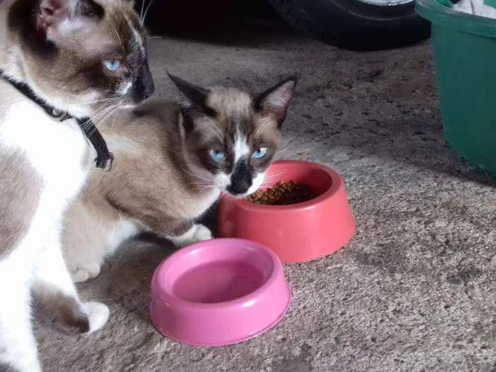 Gato ra a  idade 7 a 11 meses nome Não tem 