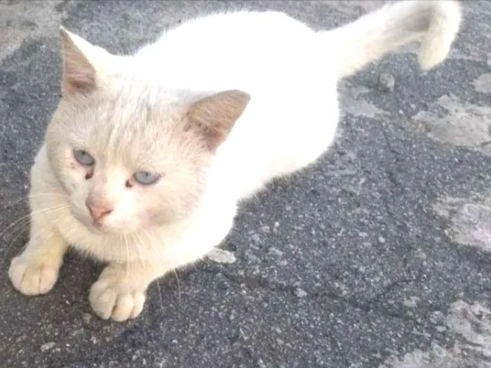 Gato ra a Não sei idade  nome Frederico 