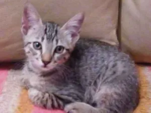Gato raça Srd idade 2 a 6 meses nome Tigrinho