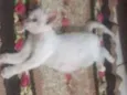 Olaf