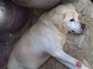 Cachorro raça Labrador idade 6 ou mais anos nome Scott
