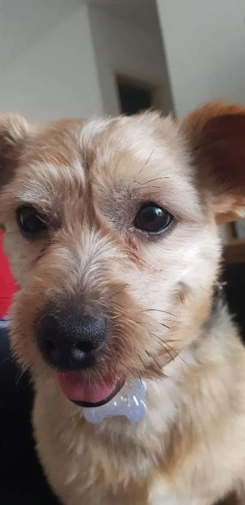 Cachorro ra a SRD idade 6 ou mais anos nome Apollo