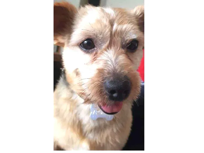 Cachorro ra a SRD idade 6 ou mais anos nome Apollo