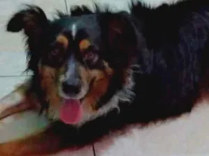 Cachorro raça SRD idade 3 anos nome Benedito