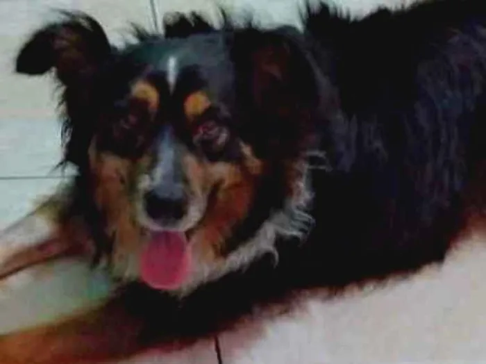 Cachorro ra a SRD idade 3 anos nome Benedito