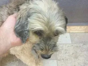 Cachorro raça Poodle idade 1 ano nome  foi encontrado  rua