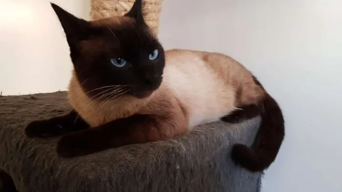 Gato ra a SRD idade 1 ano nome Dodo