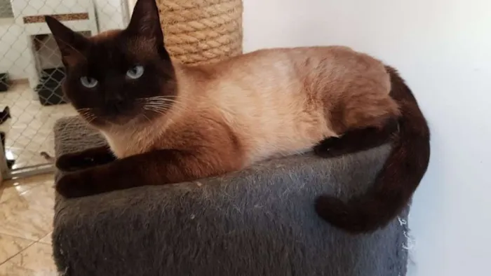 Gato ra a SRD idade 1 ano nome Dodo