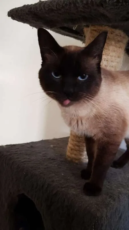 Gato ra a SRD idade 1 ano nome Dodo
