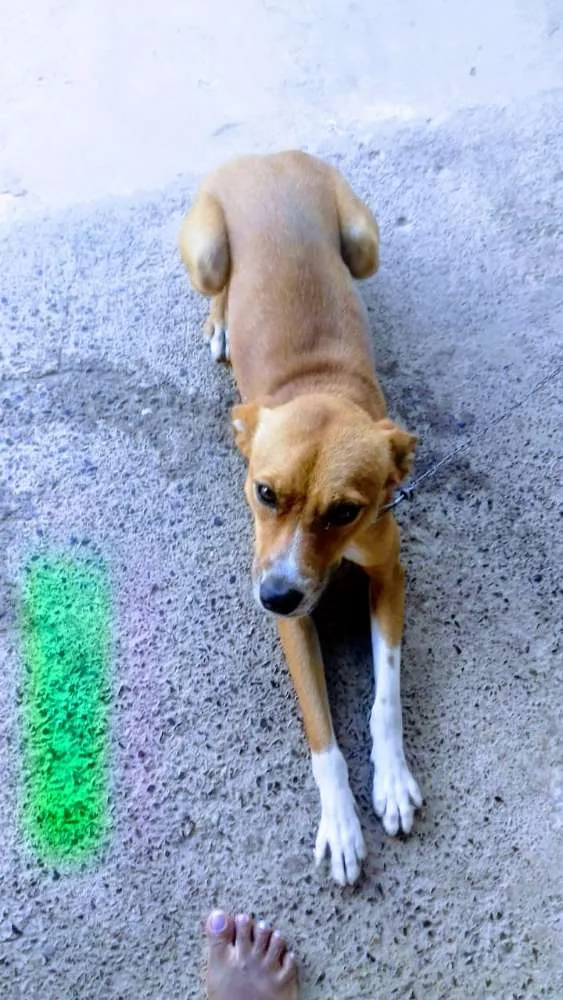 Cachorro ra a Vira-Lata idade 1 ano nome Nick