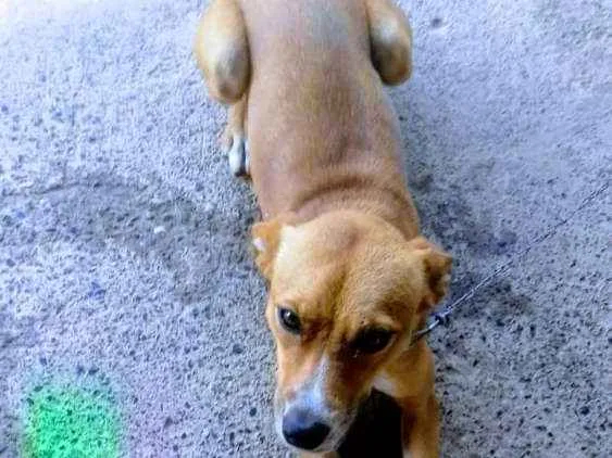 Cachorro ra a Vira-Lata idade 1 ano nome Nick