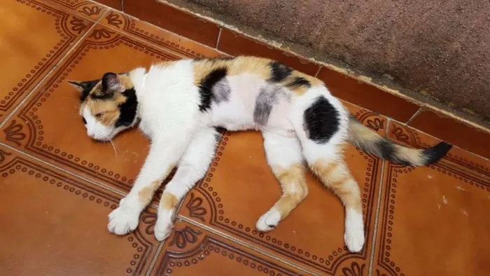 Gato raça SRD idade 1 ano nome Edith