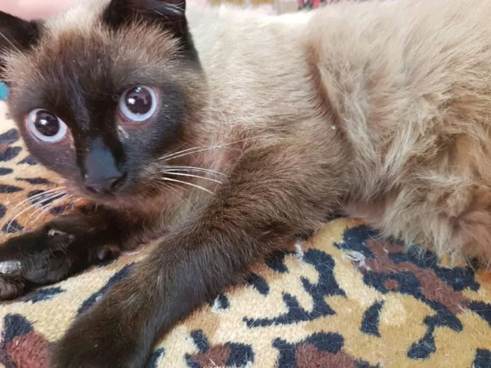 Gato ra a SRD idade 2 anos nome Fanny