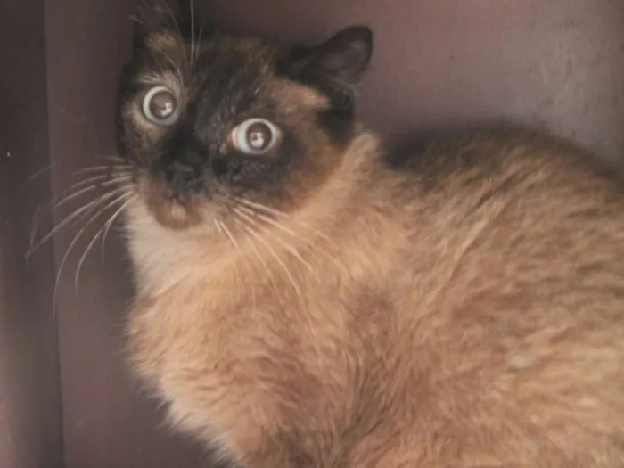 Gato ra a SRD idade 2 anos nome Fanny