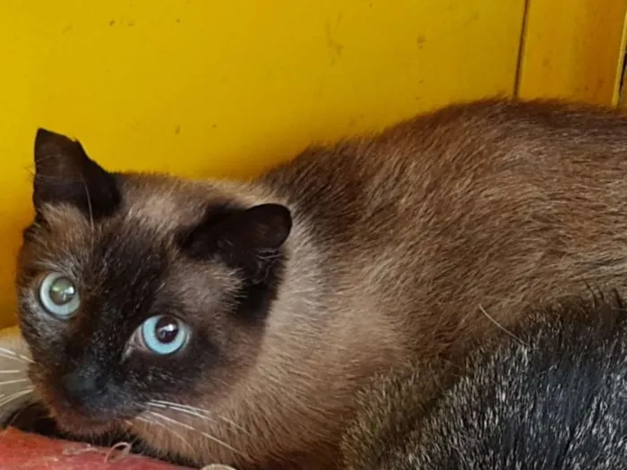 Gato ra a SRD idade 2 anos nome Fanny