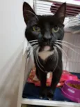 Félix
