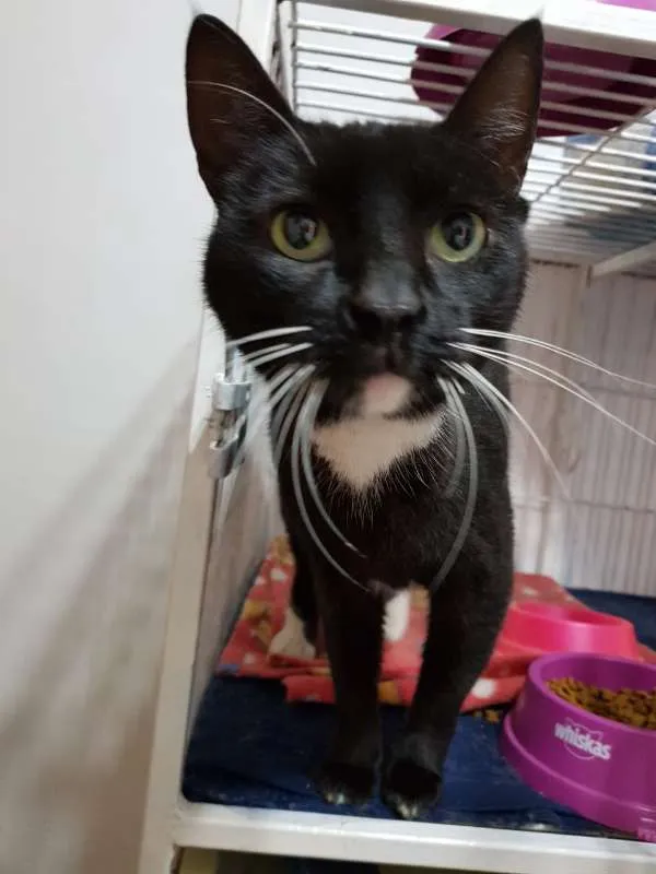 Gato ra a SRD idade 2 anos nome Félix