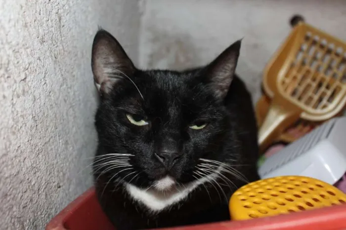 Gato ra a SRD idade 2 anos nome Félix