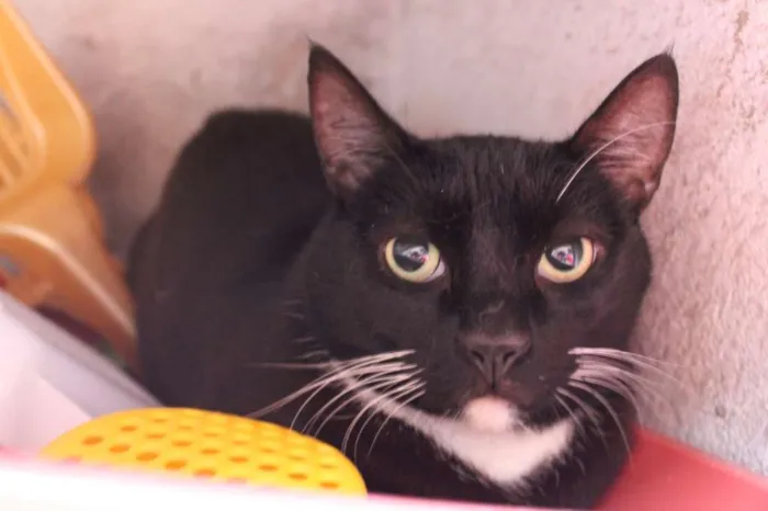 Gato ra a SRD idade 2 anos nome Félix