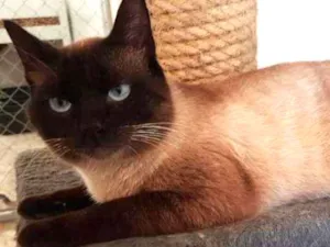 Gato raça SRD idade 1 ano nome Dodo