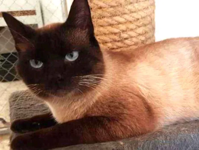 Gato ra a SRD idade 1 ano nome Dodo