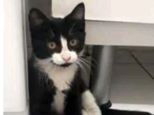 Gato raça srd idade 2 a 6 meses nome Pedrinho