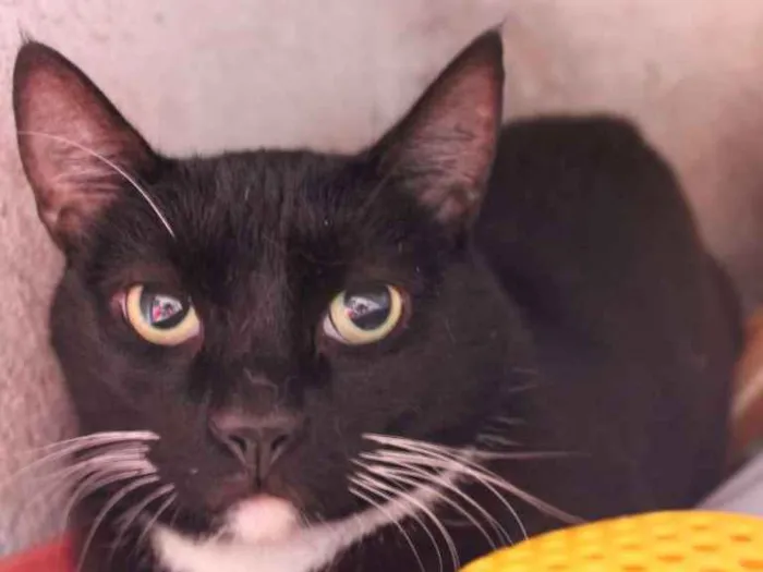 Gato ra a SRD idade 2 anos nome Félix
