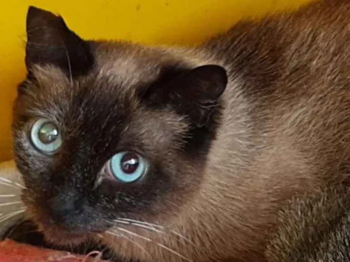 Gato ra a SRD idade 2 anos nome Fanny