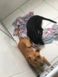 Bolt e luke