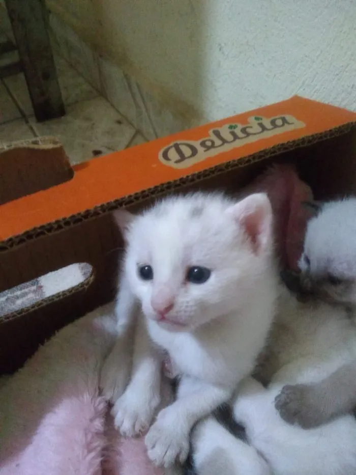 Gato ra a SRD idade Abaixo de 2 meses nome Sem nome
