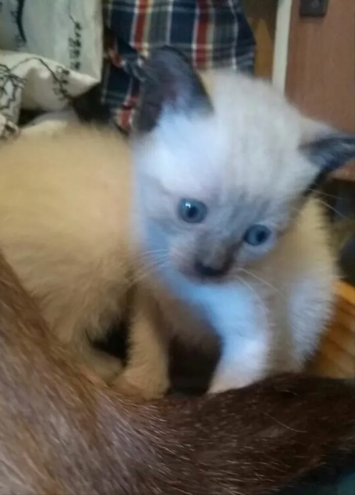 Gato ra a SRD idade Abaixo de 2 meses nome Sem nome