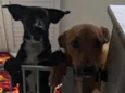 Bolt e luke