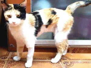 Gato raça SRD idade 1 ano nome Edith